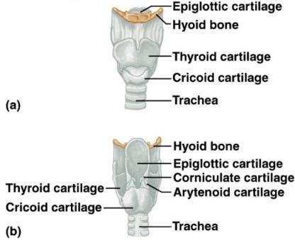 Cartilage A.