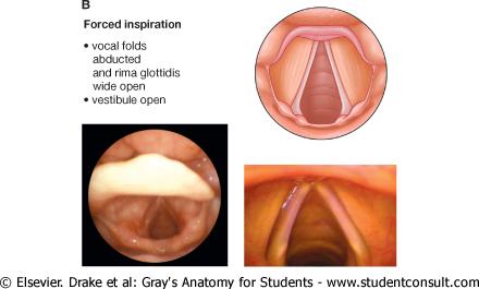 Respiration During quiet respiration, the laryngeal inlet, vestibule, rima vestibuli, and rima glottidis are open During forced inspiration the arytenoid cartilages are rotated laterally, mainly by