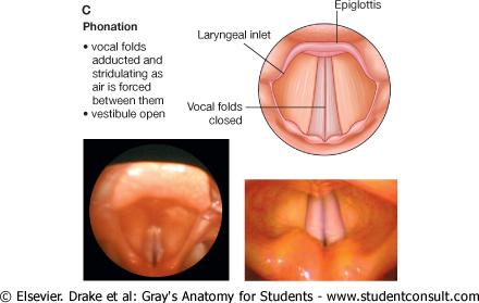 Phonation When phonating, the arytenoid cartilages and vocal folds are adducted and air is forced through the closed rima glottidis This action causes the vocal folds to vibrate