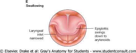 Swallowing During swallowing, the rima glottidis, the rima vestibuli, and vestibule are closed and the laryngeal inlet is narrowed The larynx moves up and forward This action causes the epiglottis to