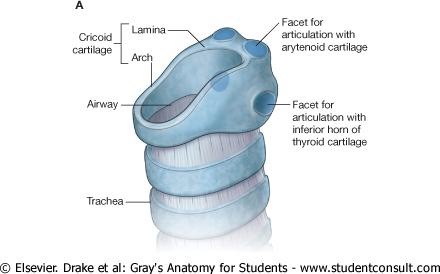 Cricoid cartilage The most inferior of the laryngeal cartilages Completely encircles the airway Shaped like a