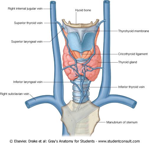 Veins Veins draining the larynx accompany the arteries: Superior laryngeal veins drain into superior thyroid veins, which in turn drain