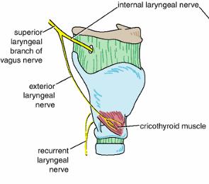 Superior laryngeal nerves The internal laryngeal nerve passes anteroinferiorly to penetrate the thyrohyoid