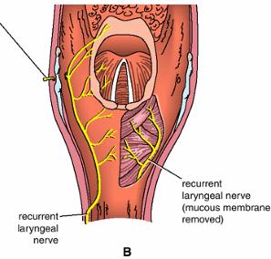 Recurrent laryngeal nerves The recurrent laryngeal nerves are: Sensory to the laryngeal cavity below