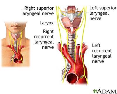 Recurrent laryngeal nerves The left recurrent laryngeal nerve originates in the thorax whereas the right recurrent laryngeal nerve originates in the root of