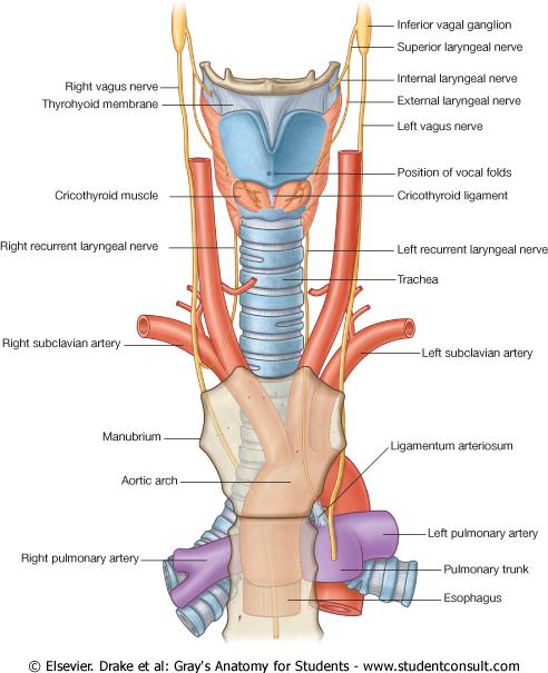 Relations of the larynx On each side : Carotid sheath (contents), and lateral lobe of the thyroid gland