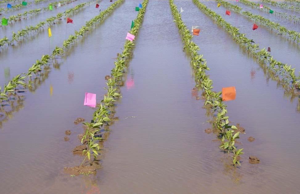 Inoculated field trial - 2007 Pepper plants are flood-irrigated weekly Final