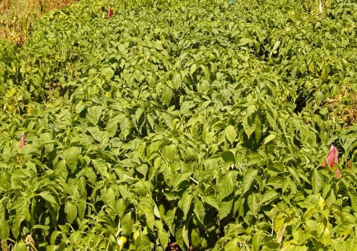 pepper Untreated plants Ridomil Gold (A)