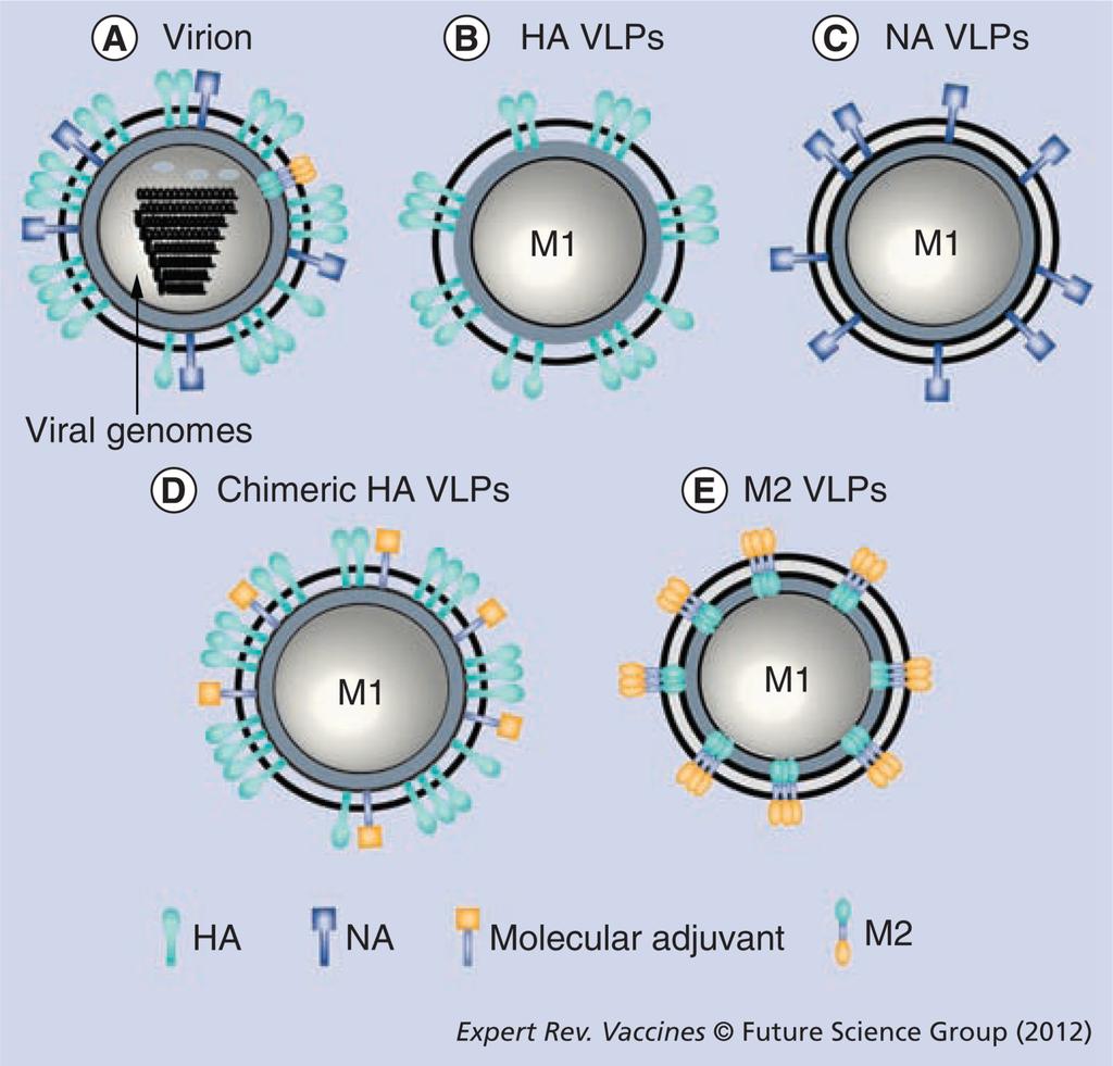 Kang et al. Page 22 Figure 1. Schematic diagrams of influenza virions and virus-like particles (A) Influenza virion showing surface proteins, HA, NA, ion channel protein M2 and viral nucleoproteins.