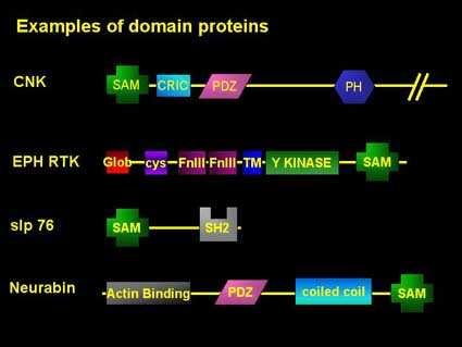 SAM Domain Binding and Function The approximately 70 amino acid SAM (Sterile Alpha Motif) domain has been