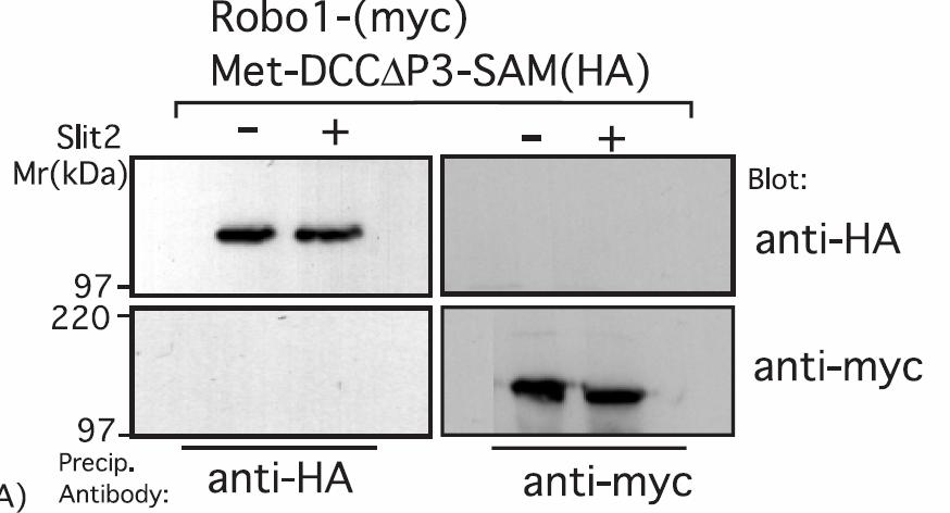 The residues at the interface of the EphA4 and EphB SAM domain homodimers have been mapped, but the