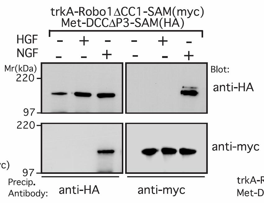 1 1 in Xenopus neurons expressing the trka-robo1 chimera and the Met-DCC chimera, HGF elicited an attractive response that was silenced by NGF 49 addition of an EphB1 SAM domain to trka-robo1 CC1
