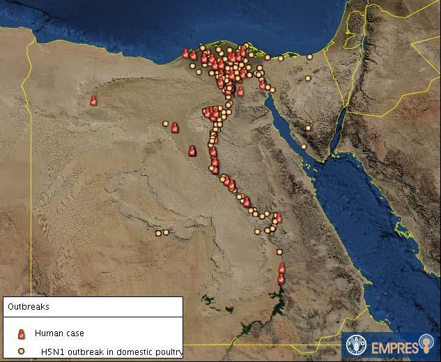 Recent context since November 2014 The number of HPAI H5N1 outbreaks in poultry and human cases increased drasbcally More governorates are affected Both Upper and Lower Egypt are affected Most of the