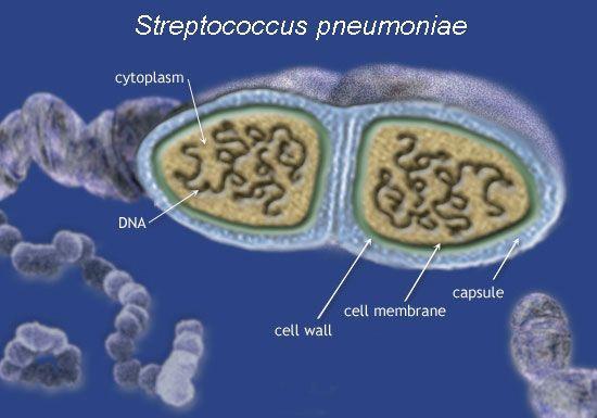 Streptococcus pneumonia The pneumococci (S. pneumoniae) are gram-positive diplococci.