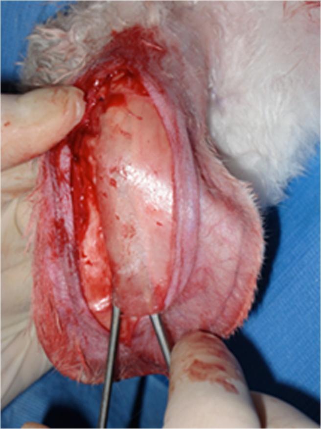 The aim of this study is to evaluate the long-term viability of injected auricular cartilage in comparison to surgically implanted cartilage on the nasal dorsum of the rabbit.