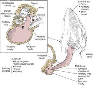 SURGICAL ANATOMY of Ear (FIG.