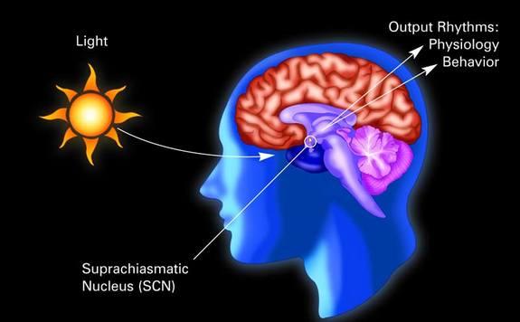 Light resets the SCN via a small branch of the optic nerve known as the retinohypothalamic path. Travels directly from the retina to the SCN.