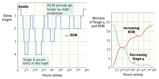 Entering Stage 5.! Ascend back up through these stages and enter your 1 st dream! NREM Stages 1,2,3,4,3,2 then Stage 5/ REM sleep (Reminder: cycles are every 90-110 minutes)!