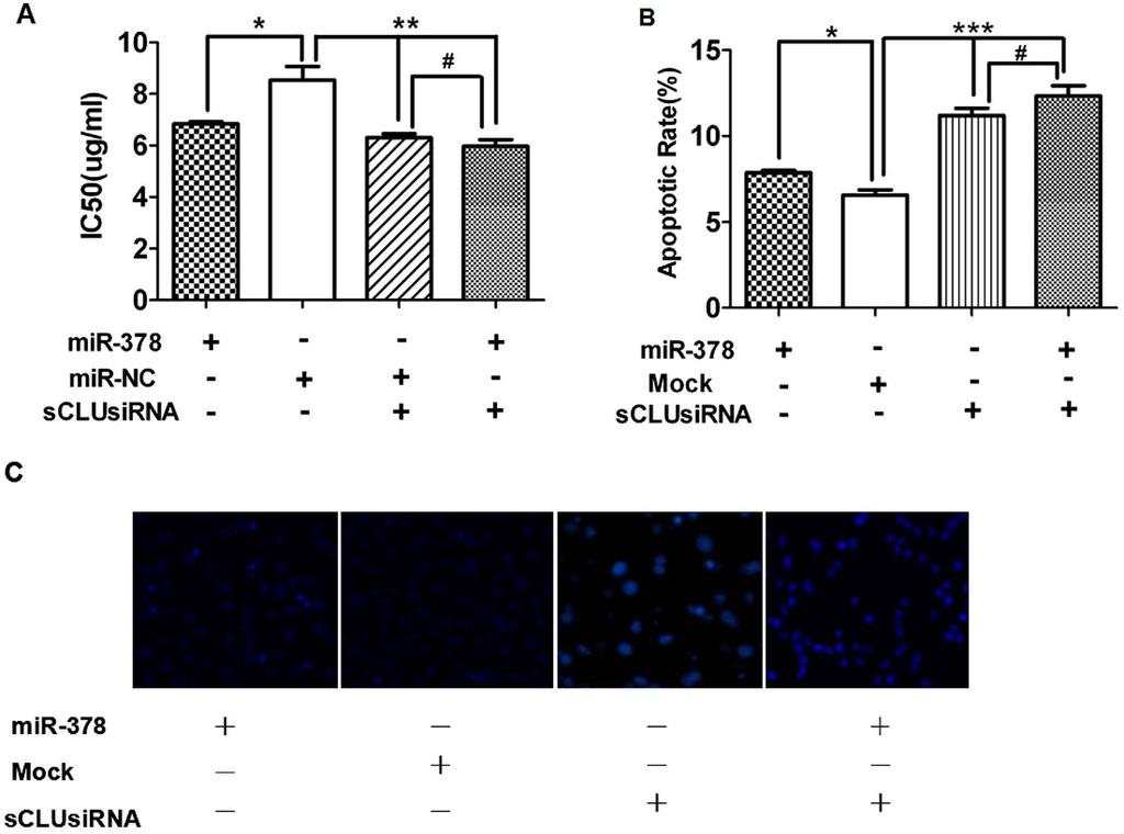 Figure 2. mir-378 and sclu affects A549/cDDP cell s sensitivity to cddp and apoptosis in cells.