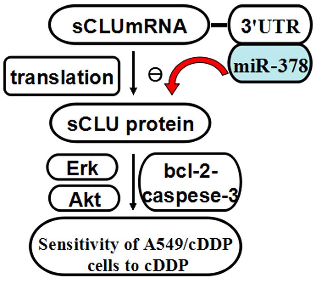 Figure 7. A mechanistic model of regulation of lung adenocarcinoma s sensitivity to cddp via mir-378 and sclu.