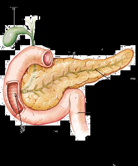 into the duodenum (exocrine) and