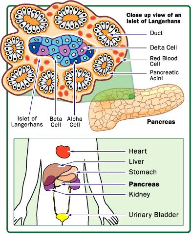 Control of Glucose Metabolism The hormones are produced by specialized cells called pancreatic islets. There are 3 classes of cells that influence blood glucose levels.