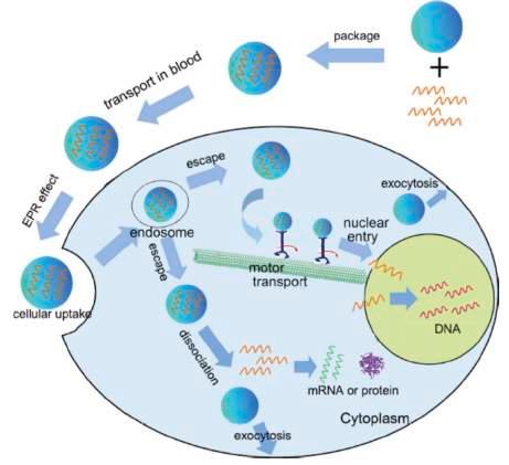 Targeting Nanoparticles to Cells Nanoparticles (NPs) as drug delivery systems: Transport of NPs towards cells Transport across cell membrane by endocytosis Endocytic pathway also used by virusses,