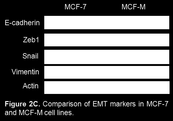 invasive compared to the parental 578t cells (Fig 3).