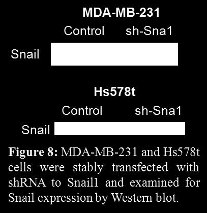 Similarly, we observed a slight decrease in the ALDH1+ cells in MDA-MB-231 CDH1 compared to the parental MB-231 cells (Fig. 7).