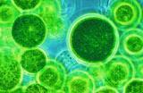 Haematococcus pluvialis Fresh water, unicellular, biflagellate motile green alga
