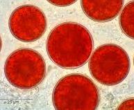 High light and salt stress in encysted cells lead to astaxanthin accumulation