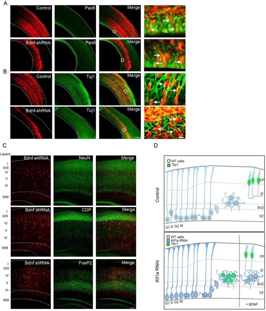 Supplementary Figure 7 Bdnf KD does not affect INM at E20 but affects neuronal migration at P7