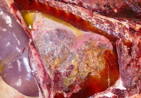 GROSS CHANGES Description: The right lung has extensive cranio-ventral areas of consolidation and dark-red