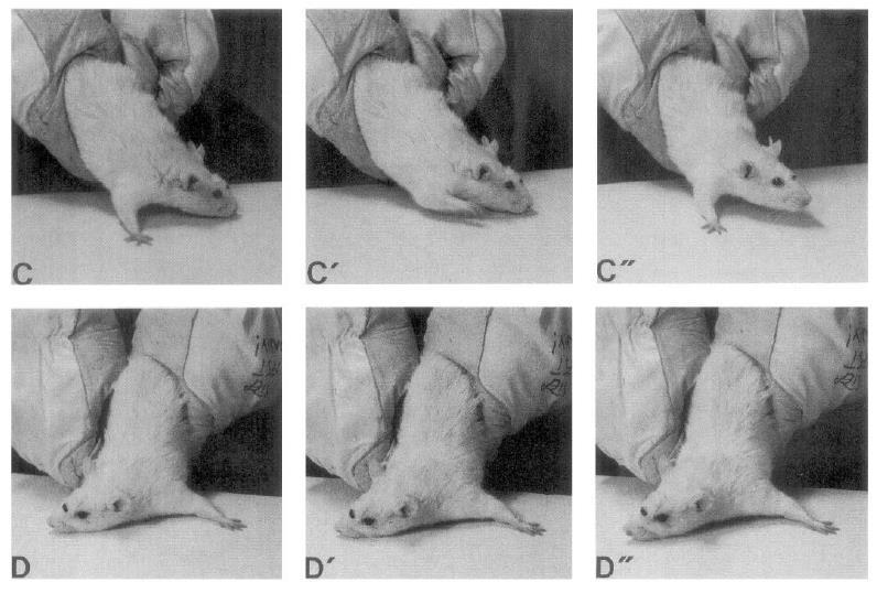 Forelimb adjusting steps (FAS) - Method Sequence of FAS in LID control group Ipsilateral paw Lesioned side (C-C ) contralateral paw - Other side ((D-D ) Rats was moved laterally across a table at a