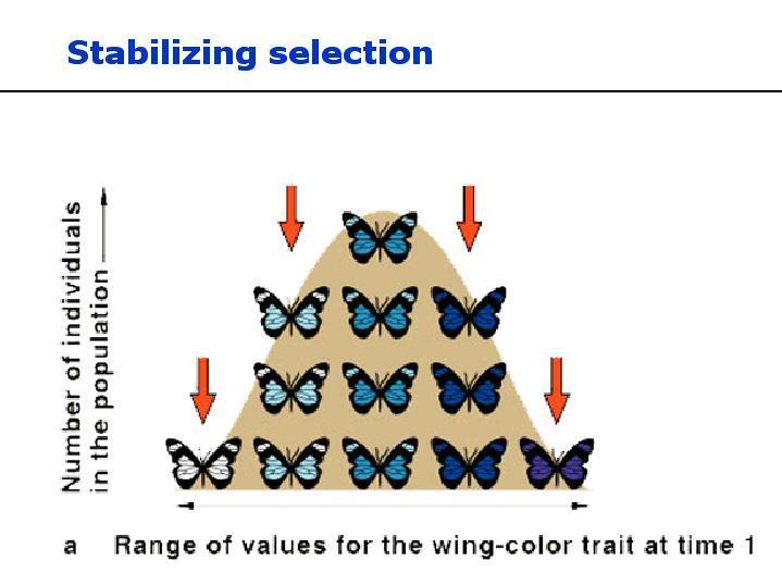 Ways Natural Selection Acts on a Population: 1) Stabilizing Selection: eliminates individuals