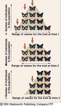 2) Directional Selection: favors traits at one extreme of a range of traits; common