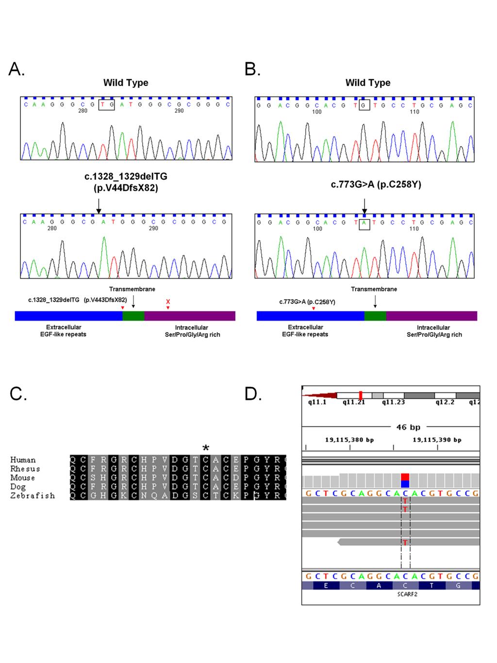 We concurrently conducted conventional Sanger sequencing of candidate genes and whole-exome sequencing.