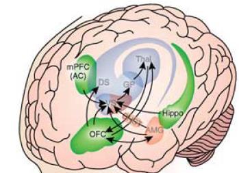 Executive Function Component o loss of control, impulsivity, and impaired decision-making capacity o Involves: o Orbitofrontal cortex