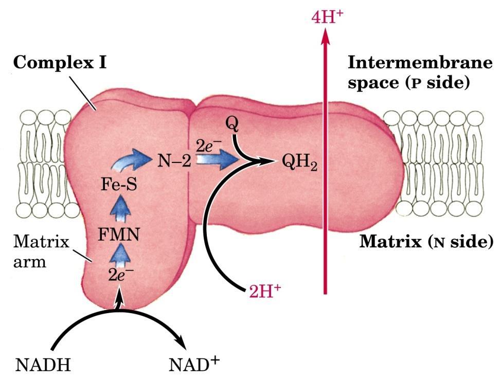 Figure: Complex I of the respiratory chain that links NADH and coenzyme Q.