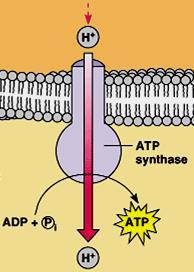 Properties of ATP Synthase Multisubunit transmembrane protein Molecular mass = ~450 kda Functional units F 0 : water-insoluble transmembrane protein (up to 8 different subunits)