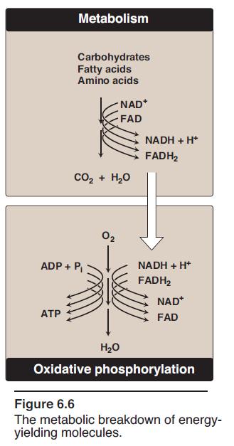 Oxidative phosphorylation Energy-rich molecules, such as glucose, are metabolized by a series of oxidation reactions ultimately yielding CO2 and water The metabolic intermediates of