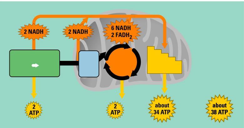 Adding Up the ATP Cytosol High-energy electronscarried by NADH High-energy electrons carried mainly bynadh Mitochondrion Glycolysis 2 Glucose Pyruvic acid