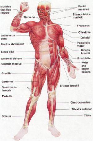 muscle Increased muscle mass leads