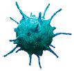Immune Activation Anti-tumor (M1) macrophages Activated T
