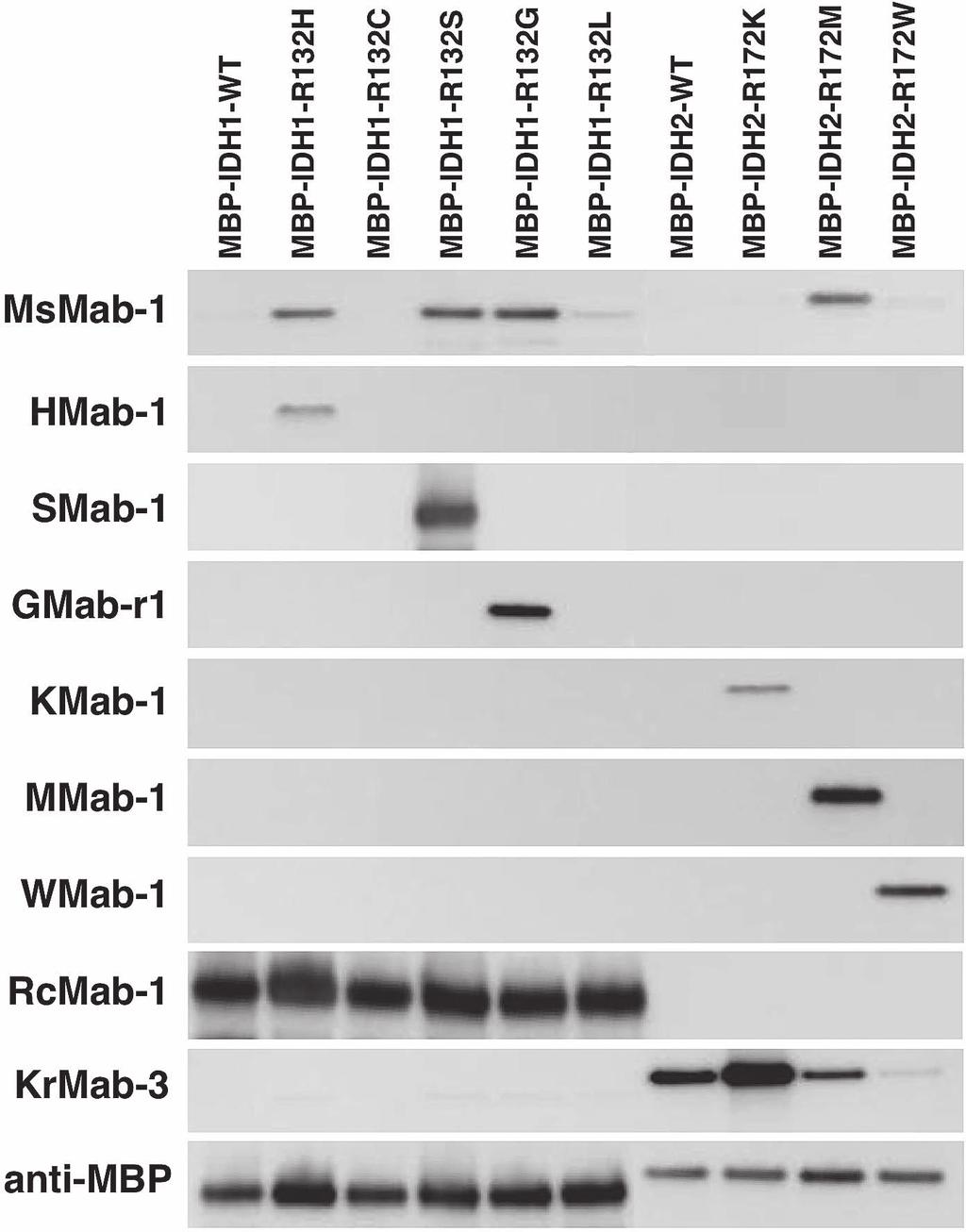 106 M. Kato Kaneko et al. Fig. 1. Western blot analyses by anti-idh1/2 mabs against MBP-fusion proteins. Purified proteins (0.05 μg/lane) of E.