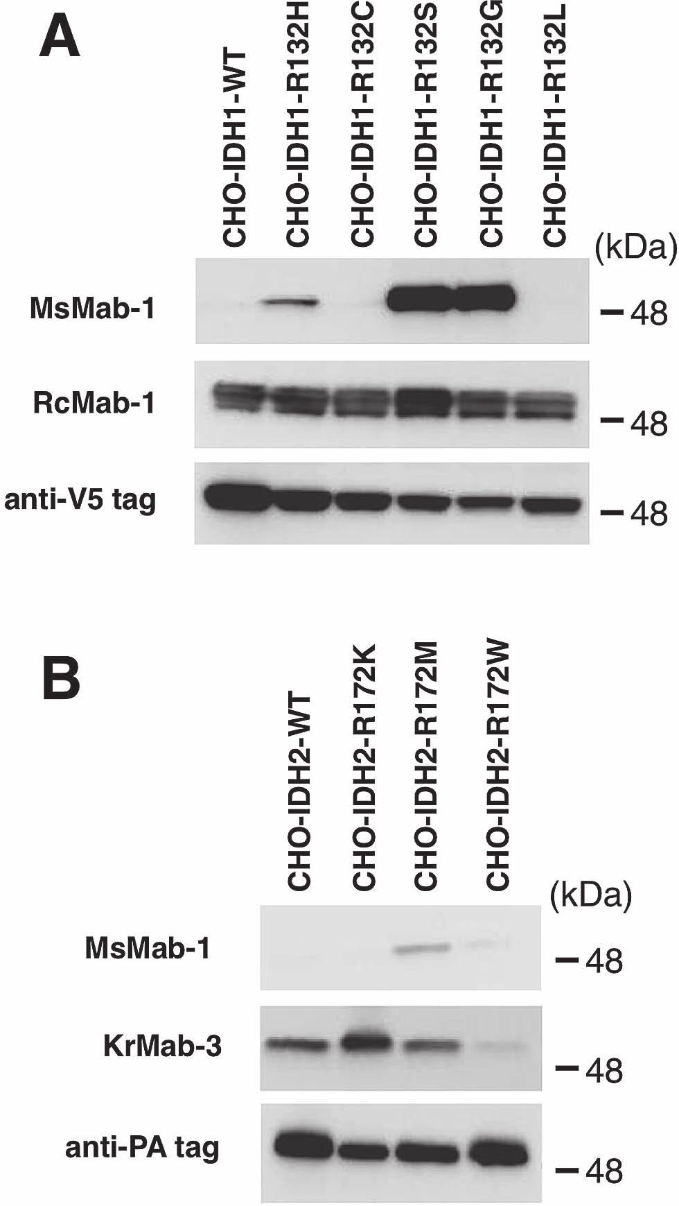 Multi-Specific mab Against IDH1/2 Mutations 107 Fig. 2. Western blot analyses by MsMab-1 against mutated IDH1/2-expressing CHO cells.