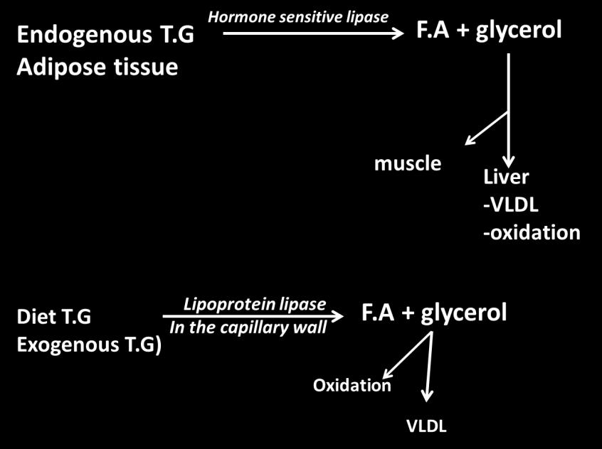 Biosynthesis of Triacylglycerides (TG) in liver Mobilization of