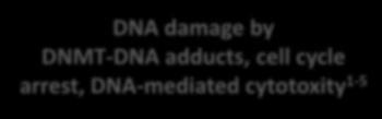 not only acts on blasts when DNA replication is ongoing, but also during all other