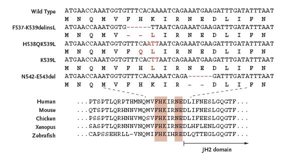 JAK2 Exon12 Mutations H538QK539L WT
