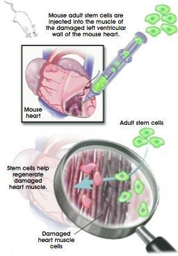 Stem Cells Cell 2013;154:827 Heart